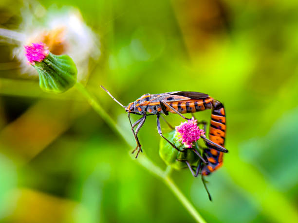 Bapak pucung or bok bok cong is a species of true ladybug in the Pyrrhocoridae family. Pucung is a pest on cotton plants. Adult and old nymphs feed on newly emerged bolls and mature cotton seeds