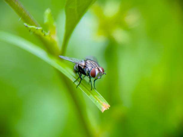 istock Close-up of an insect on a leaf 2113664266