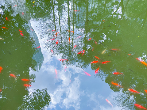 Goldfish feeding in a garden pond
