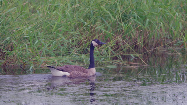Canada Goose Swims In Marsh