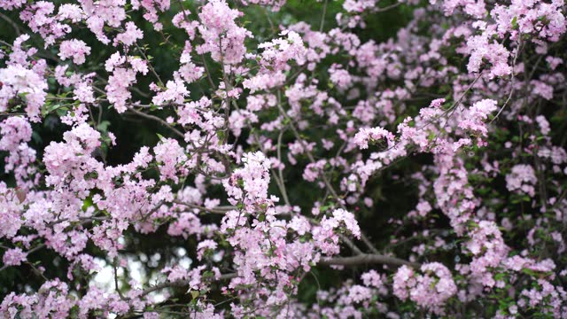 Beautiful fragrant Chinese flowering crabapple.