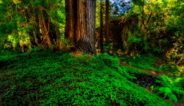 Lush clover carpet under redwoods in Garrapata Soberanes Canyon