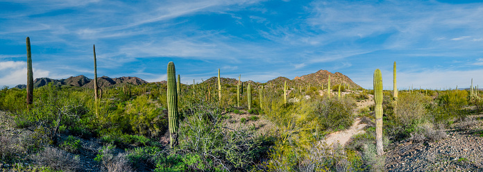 The Ajo Scenic Loop offers breathtaking views of the unique Sonoran Desert landscape, featuring a variety of flora and fauna. Two of the standout features of the area are the presence of the Organ Pipe Cactus (Stenocereus thurberi) and the Saguaro Cactus (Carnegiea gigantea).  These two are exclusive to the Sonoran Desert and found nowhere else in the world.  This scene of a Saguaro forest and Norh Ajo Peak was photographed from the Ajo Scenic Loop near Ajo, Arizona, USA.