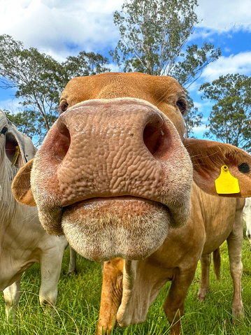 Close-up of a funny brown cows nose and nostrils.
