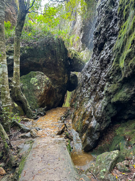 istock Wet concrete path going in between some green moss rock walls.  One large rock stuck in the middle of the narrow pathway.  Green trees in the distance.  Springbrook National Park  Queensland Australia. 2113735349