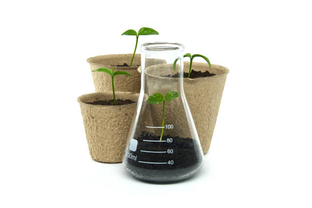 istock Sprouting from pot and conical glass flask with green plant 2113736391