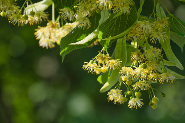 istock Linden tree branch adorned with small yellow flowers 2113736394