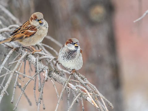 Two Sparrows sits on a branch without leaves. Sparrows on a branch in the autumn or winter