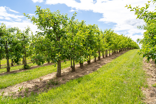 Plantation with apple trees on a sunny day in spring