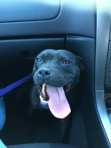 istock Happy Dog in car 2113751724