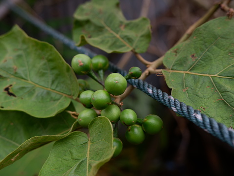 Ranti, black eggplant or lenca (Solanum nigrum) is a plant belonging to the eggplant tribe (Solanaceae) whose fruit is known as a vegetable and is also used as a medicinal ingredient.