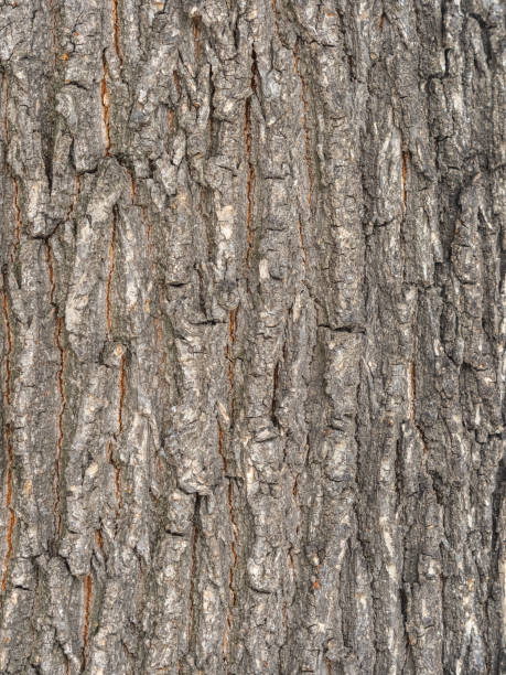 istock The texture of the bark of an old willow 2113769814