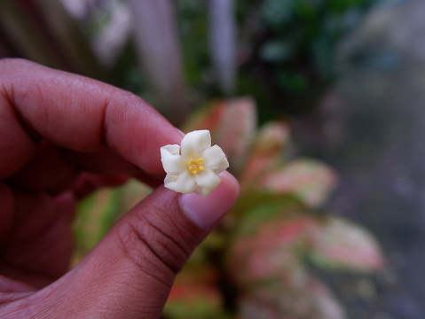 Beautiful Papaya flowers and buds. Papaya flower or pawpaw flower are booming. Papaya flower is white