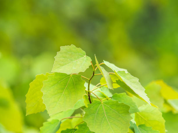 istock Branches with spring leaves common aspen, Populus tremula. Floral background with green spring leaves. 2113806133