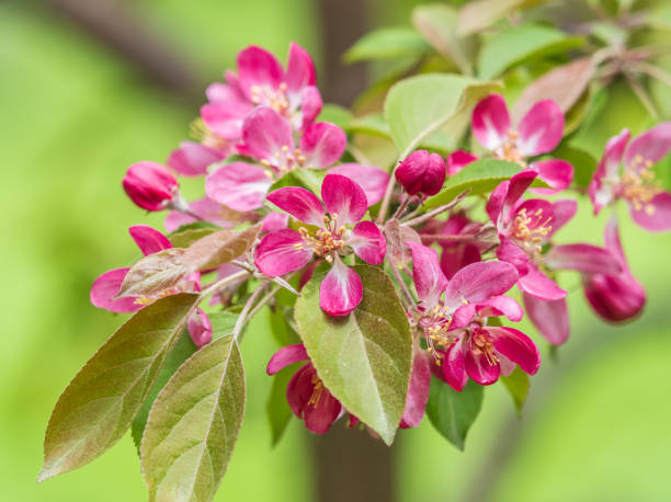istock Fresh pink flowers of a blossoming apple tree with blured background 2113806649