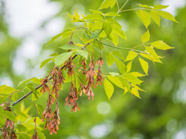 istock Summer branches of maple tree with green leaves and seeds 2113807690