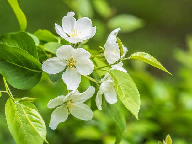 istock White blossoming apple trees in the sunset light 2113808197