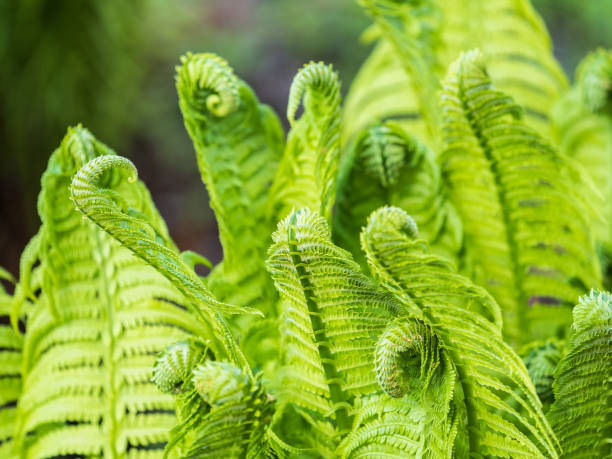 Natural green young ostrich fern or shuttlecock feron each other Natural green young ostrich fern or shuttlecock fern leaves (Matteuccia struthiopteris). Close-up of a light green fern freshly sprouting in spring. shuttlecock fern stock pictures, royalty-free photos & images
