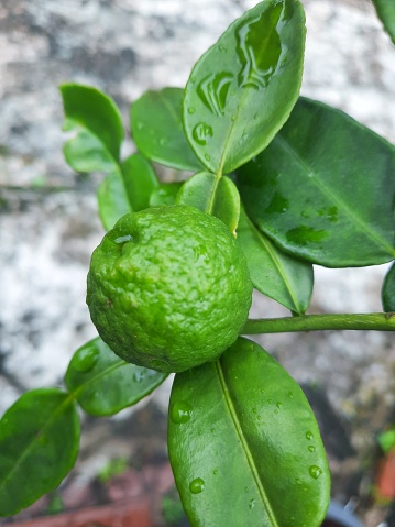 Kaffir lime or 'Jeruk purut' is a well known fruit in Indonesia. It has rough skin and green color.