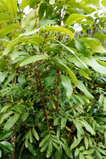 Dimocarpus Longan
