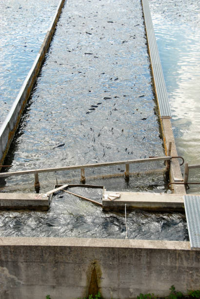 istock fish farming in France 2113819941