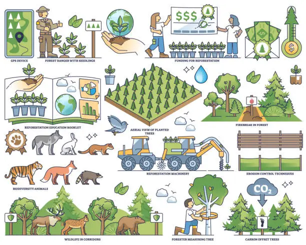 Vector illustration of Reforestation growth and ecosystem management in outline collection set