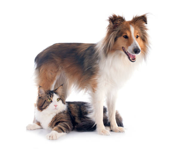 istock shetland dog ans maine coon cat 2113820466