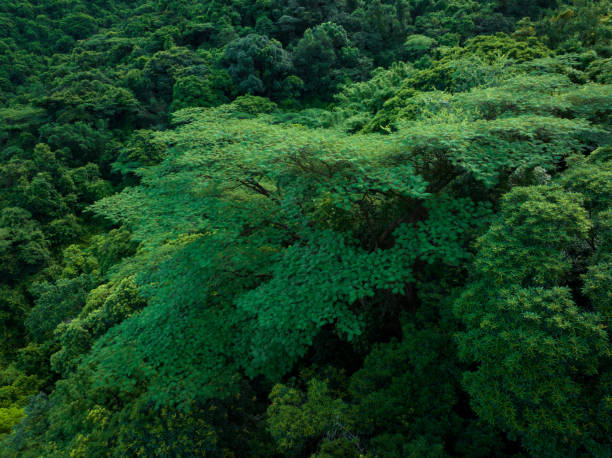 istock Aerial view tropical forest in summer 2113851325