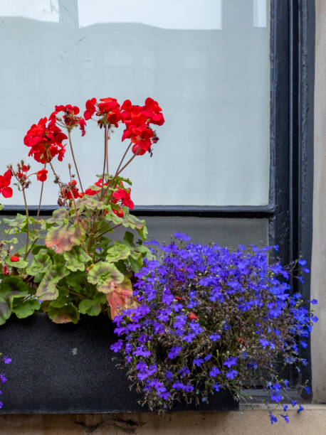 istock Red Geraniums (Pelargoniums)  & Garden lobelia (Lobelia erinus) in pots on a window sill 2113888738