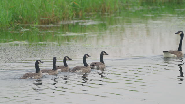 Several Canadian Geese Swim in LIlne