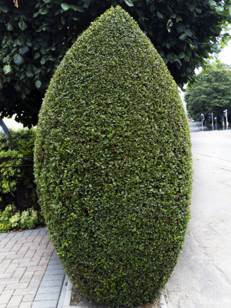 istock Manicured common box (Buxus sempervirens) hedge, Glasgow, Scotland 2113908451