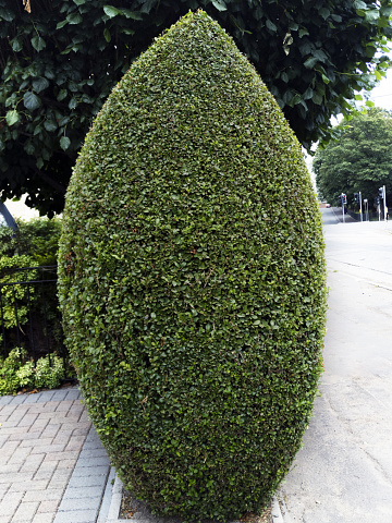 Hedge of Japanese holly. Aquifoliaceae evergreen shrub.