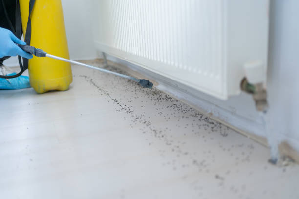 Pest Control Services Male Worker Spraying Insecticide With Sprayer At Home rodent stock pictures, royalty-free photos & images