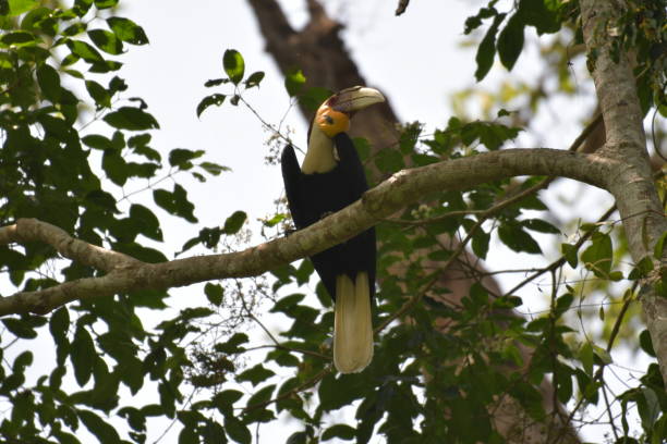 wreathed hornbill - wreathed hornbill - fotografias e filmes do acervo