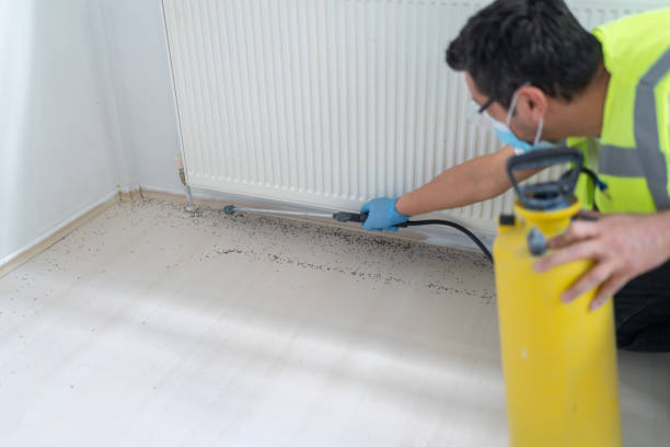 Pest Control Services Male Worker Spraying Insecticide With Sprayer At Home insecticide stock pictures, royalty-free photos & images