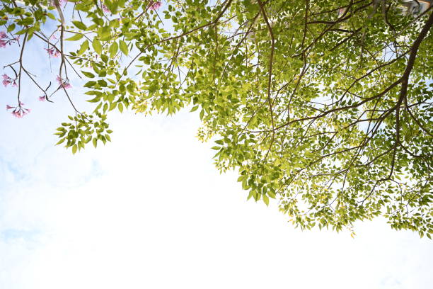Green Leaves and Branches with Blue Sky