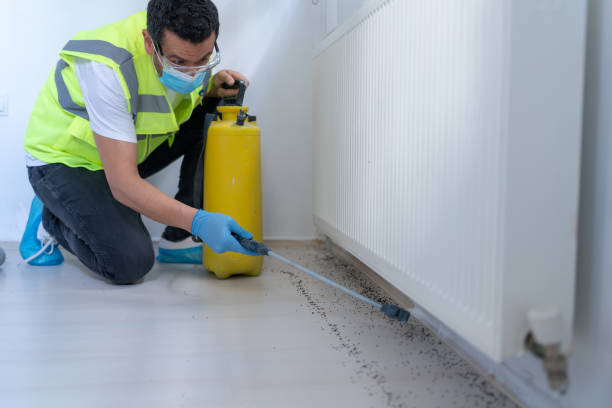 Pest Control Services Male Worker Spraying Insecticide With Sprayer At Home pictures of termites and ants stock pictures, royalty-free photos & images