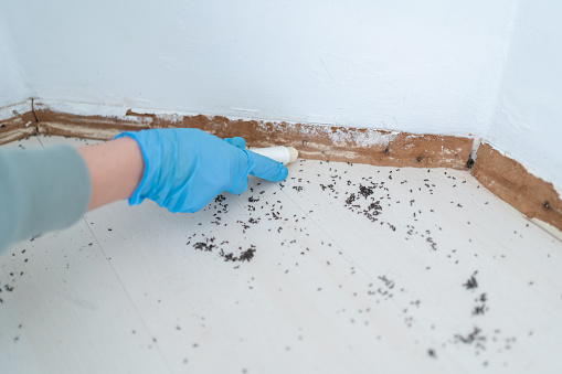 Woman Applying Poisonous Chalk For Insecticide At Home