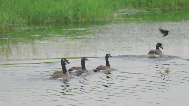 Canadian Geese Harassed by Red-Winged Blackbird
