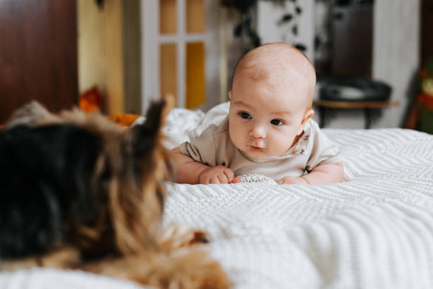Funny Caucasian newborn lying on the bed and looking at the pet Funny Caucasian newborn lying on the bed and looking at the pet. newborn yorkie puppies stock pictures, royalty-free photos & images