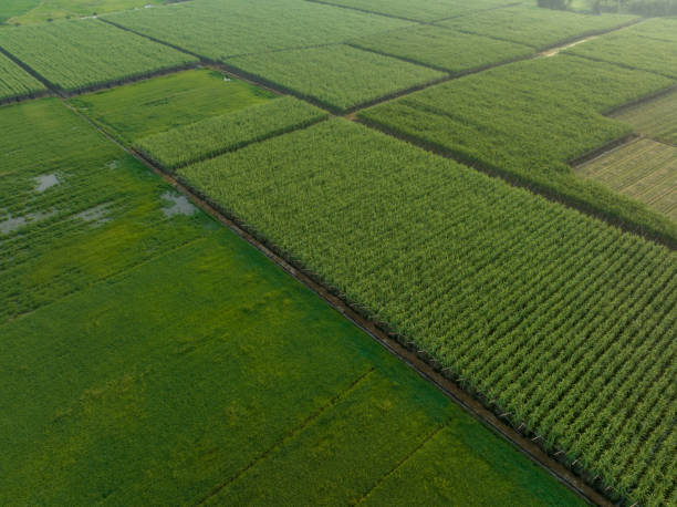 istock Aerial view of sugarcane plants growing at field 2113948111