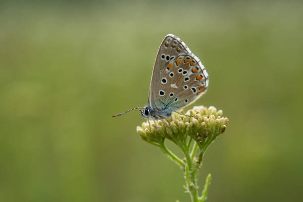 istock A blue Lycaenidae butterfly in close-up on a wildflower. 2113952006