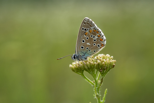 A blue Lycaenidae butterfly in close-up on a wildflower. Polyommatus icarus is a beautiful blue-colored pigeon. A butterfly sits on a blurred green background of grass. Macro photography of wildlife