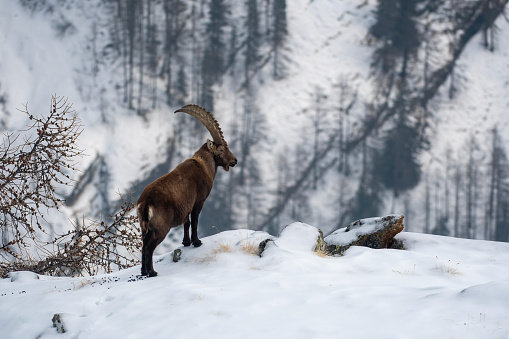 Big male of Alpine mountain ibex in the snow in winter environment , valsavarenche Val D’aosta – Italy