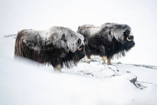 two male muskoxen in a very cold winter environment, in the mountains of Dovrefjell National Park - Oppdal – Norway two male muskoxen in a very cold winter environment, in the mountains of Dovrefjell National Park - Oppdal – Norway oppdal stock pictures, royalty-free photos & images