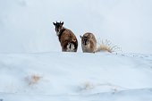 2 ibex calves with snow in winter environment, Valsavarenche Val D'aosta – Italy