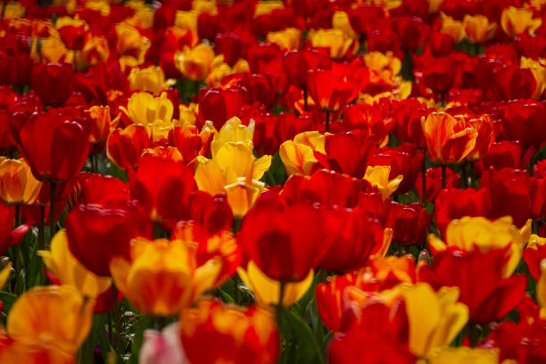 Spring flowers tulips close-up in the garden. Bright multicolored background in the sunlight. Full frame with blurred background. The concept of a holiday, Mother's Day, women's day. Landscaping parks