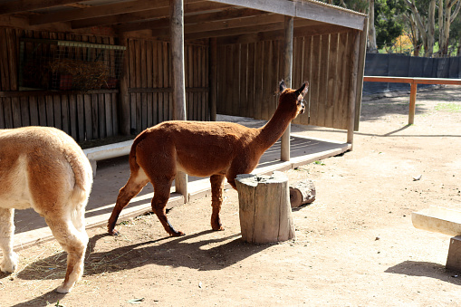 llama (Lama glama) are social animals and live with others as a herd in South America. This domesticated camelid is widely used for meat and as pack animal by Andean cultures since the Pre-Columbian era. Their wool is soft. Their ears are rather long and slightly curved inward, characteristically known as 