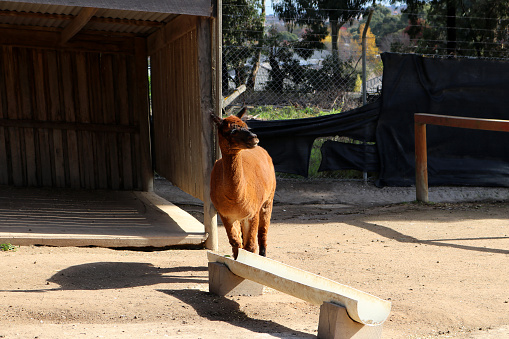 llama (Lama glama) are social animals and live with others as a herd in South America. This domesticated camelid is widely used for meat and as pack animal by Andean cultures since the Pre-Columbian era. Their wool is soft. Their ears are rather long and slightly curved inward, characteristically known as 