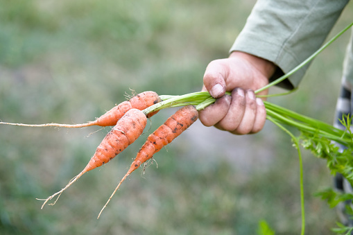 Carrots with leaves in a child's hand. Harvest concept, gardening